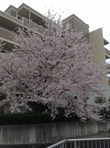 ママの桜２４月２日