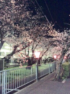 夜桜１