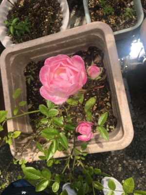 489C7BA9-BDD2-4D4C-BA47-D1DBF8C3F712