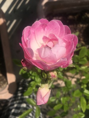 EBB4AD97-A20C-41F3-A7D4-7619D1762DA2