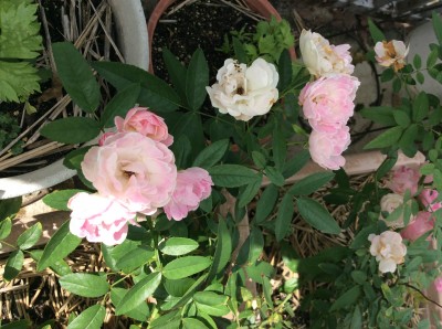 39A2498A-59DB-4E7A-9C0A-6A5EB3F782E5