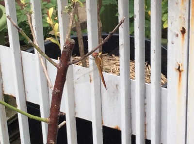 77E79359-8543-42DF-B565-E986FA426DC9