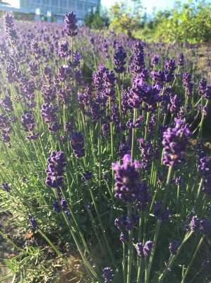 85902BEA-BFA7-44FD-A356-0C0CAD5B667D