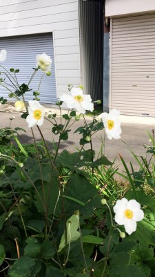 EA9C370D-49C1-4ACD-8B9F-1E2B7530AB9B