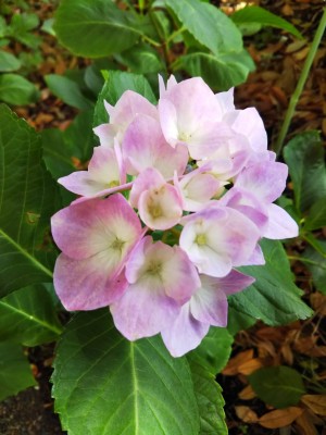 1A73E187-C731-4340-A3A0-48DB5BC75ACB