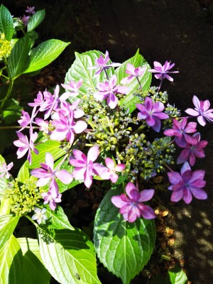 20BF1A53-A848-40A0-97B4-DA9F49596457