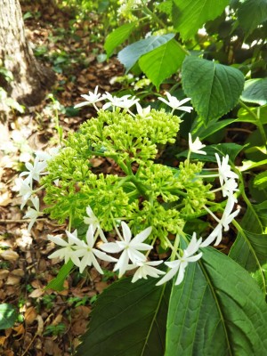 5C95B2EE-5D4D-46AC-AF73-E9B91D1D1E50