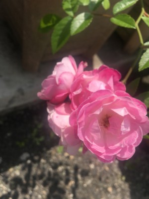 6B437E9C-A331-49BA-9FF9-DA8934B9B489