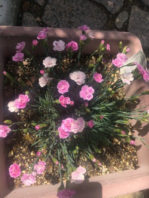 DDC01053-D93F-4C2B-B290-4A72EC2A3CD9