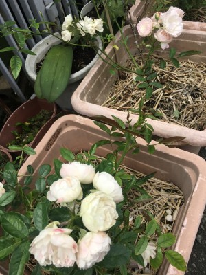 1C8C2F8A-1028-4D38-A0A5-DC6206C0EAFB