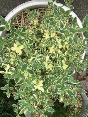 F7F9CC0C-AC7C-4868-8BFC-EDB418E8E33E