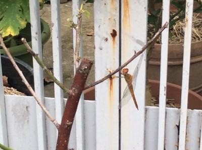 01E852C0-D6EC-47C3-B9BD-CE6E1299F6DD