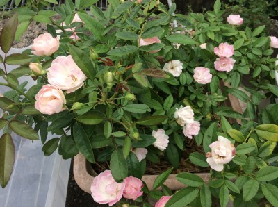 16155F7B-E31F-4E3B-80C6-6699A3C6ABE1