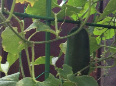 2A274D39-8057-4BB3-9AE4-5145D01F0BE3