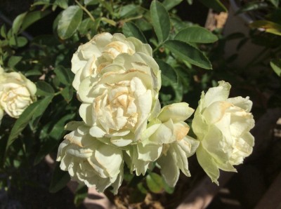 42492393-5822-402C-8F2D-40523266C69B